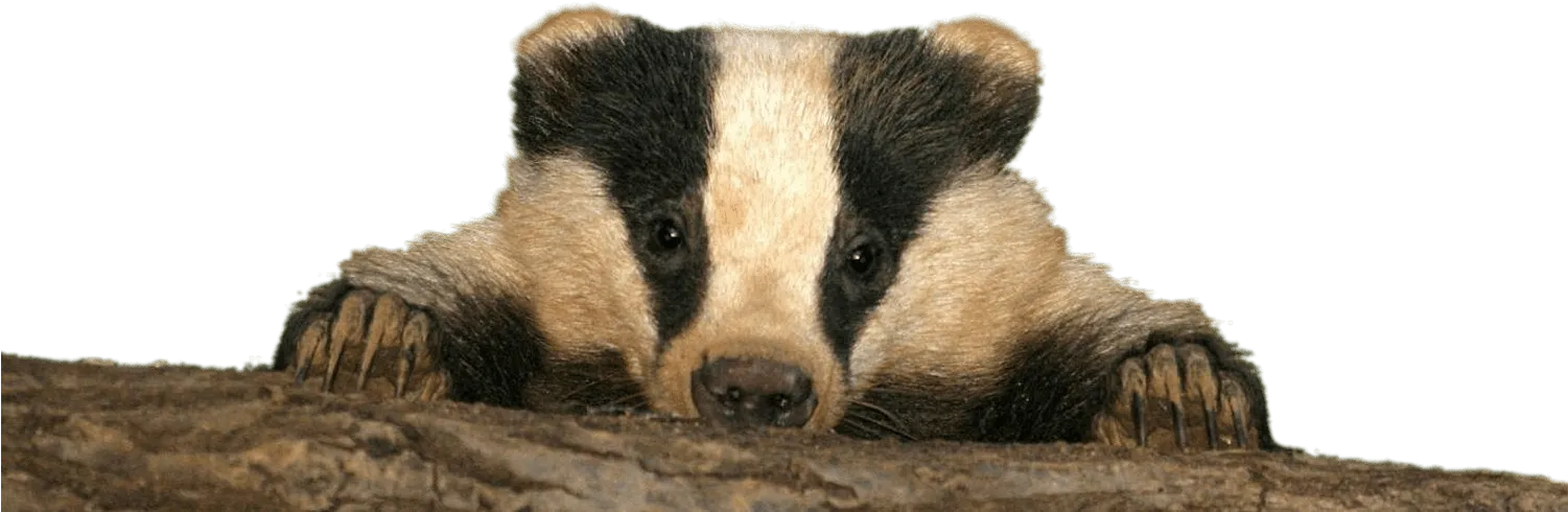 Badger hand-drawn, pen and ink, artistic PNG